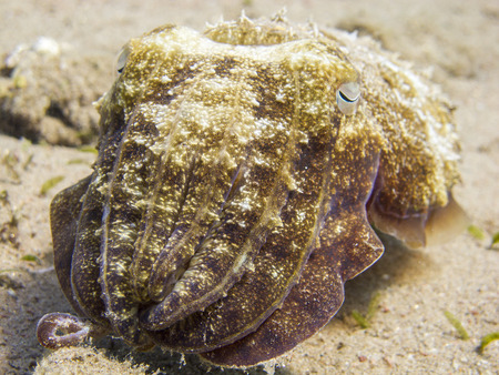Curious sepia pharaonis underwater at dive site Bannerfish Bay in Dahab, Egypt.の写真素材