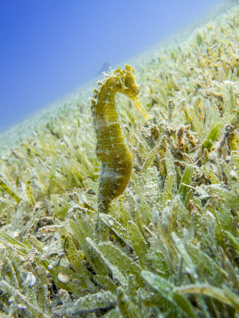 Seahorse (Hippocampus jayakarai) - Underwater at dive site Bannerfish Bay in Dahab, Egypt.の写真素材