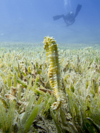 Seahorse (Hippocampus jayakarai) - Underwater at dive site Bannerfish Bay in Dahab, Egypt.の写真素材