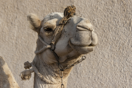 Head shot of a dromedary camel in Dahab, Egypt.の写真素材