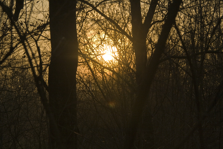 Background of Orange Sunset Through silhouetted Forest of Treesの写真素材