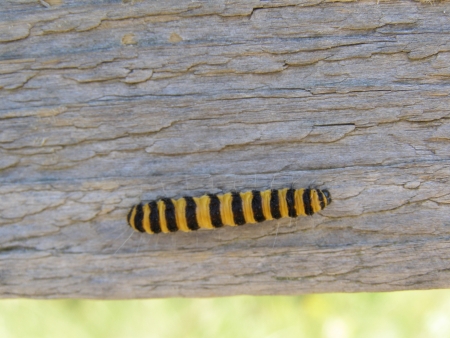Caterpillar 2 の写真素材