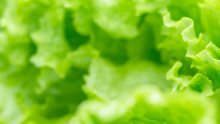 Soft Focus Close-Up Blur of Fresh Green Lettuce Leaves, for Background Healthy Salad Vegetarian Vegan Conceptの写真素材