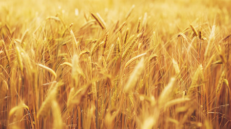 Golden Wheat Field in Summer, Peaceful Nature Grain Background with Blur Bokehの写真素材