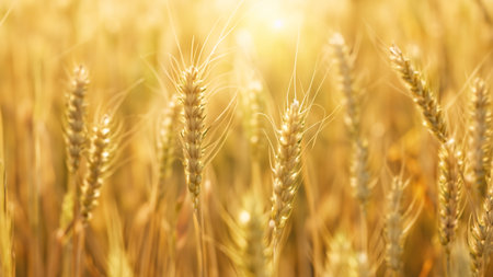 Golden Wheat Field with Soft Sunlight and Bokehの写真素材