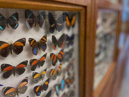 Vibrant Orange and Black Butterfly Collection in Wooden Display Caseの写真素材