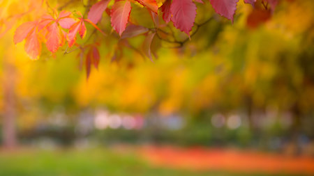 Close-Up of Colorful Autumn Leaves with Blurred Park Background with Copy Spaceの写真素材