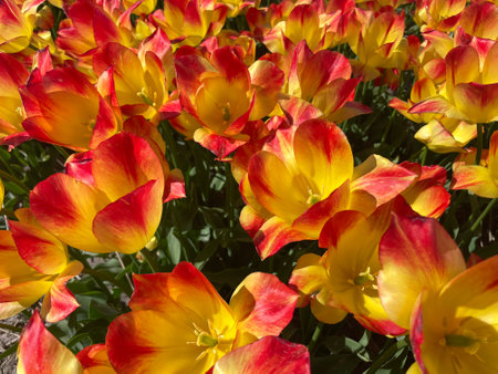 Close-Up of Yellow and Red Tulips Blooming in Dutch Spring Fieldの写真素材