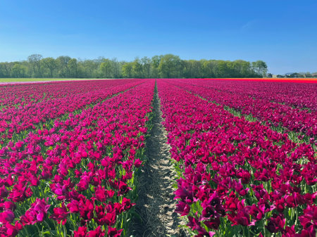 Vibrant Purple Tulip Field in Full Bloom under Clear Blue Spring Skyの写真素材