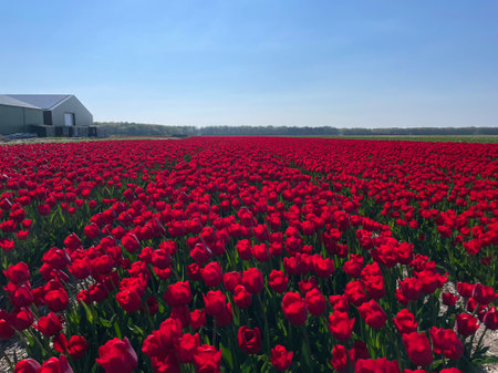 Endless Red Tulip Field in Bloom Under Blue Spring Sky in the Netherlandsの写真素材