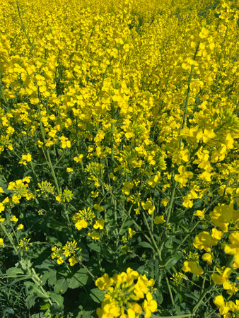Close-Up of Blooming Yellow Rapeseed Flowers in a Field, Netherlandsの写真素材