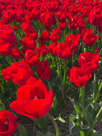 Close-Up of Red Tulips Blooming in Spring Field with Sunlightの写真素材