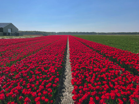 Endless Red Tulip Fields with Farmhouse in Dutch Spring Landscapeの写真素材