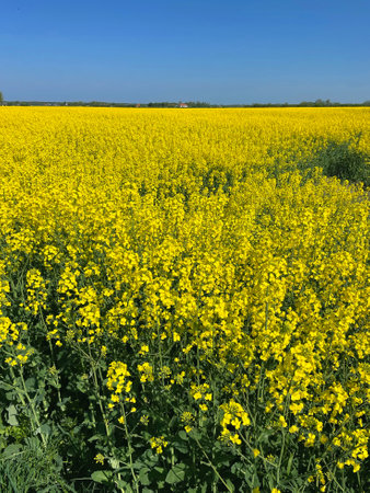 Yellow Rapeseed Flower Field in Spring under Clear Blue Sky, Netherlandsの写真素材