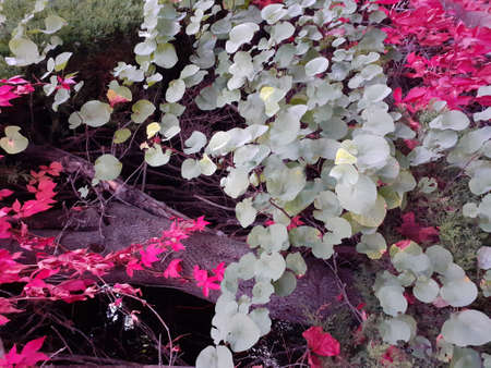 Red and green leaves in the gardenの写真素材