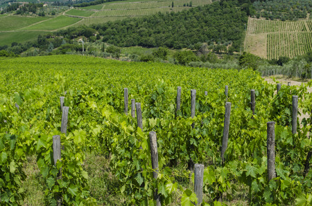 vineyard in tuscanyの写真素材