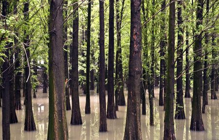 Trees in the waterの写真素材