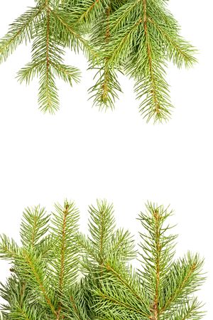 Isolated branches of pine on white background の写真素材