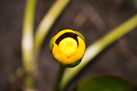 Yellow lily in the water, close-up image with a blurry backgroundの写真素材
