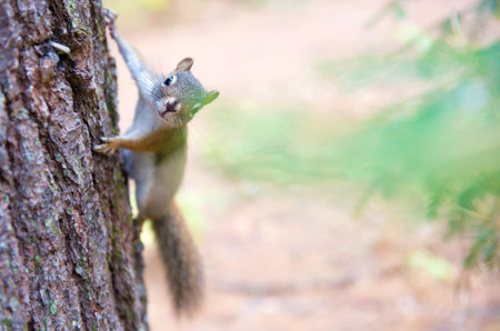 Chipmunk clinging on a tree in the Algonquin Park.