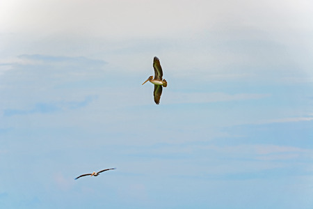 Pelicans in Panama takes flight against a blue sky.の写真素材