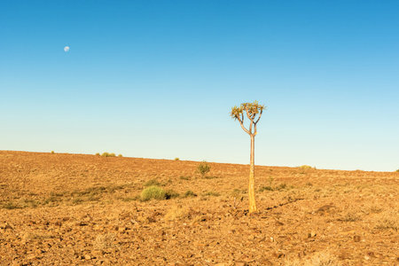 Quiver tree (Aloe dichotoma) typical tree in the Namib desert landscapeの写真素材
