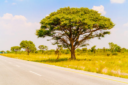 Landscape and trees in Botswana near Nata