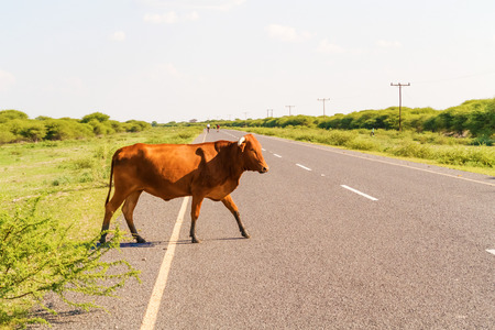 The cow is walking on the road near Maun in Botswana.の写真素材