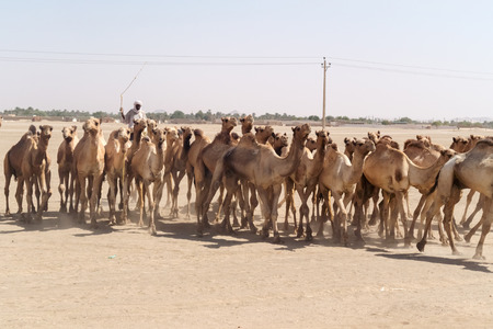 Sahara desert, Sudan - January 26, 2015: Herd of camels walking in Sahara desert in Sudanのeditorial素材