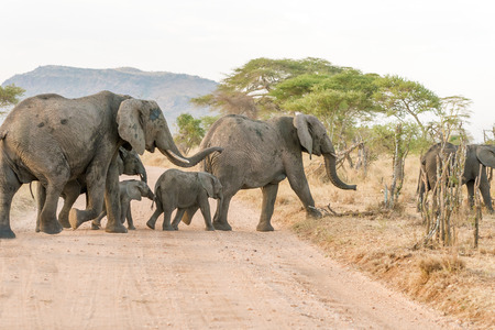 The Wild Elephant Walking In The Serengeti National Park, Tanzania.の写真素材