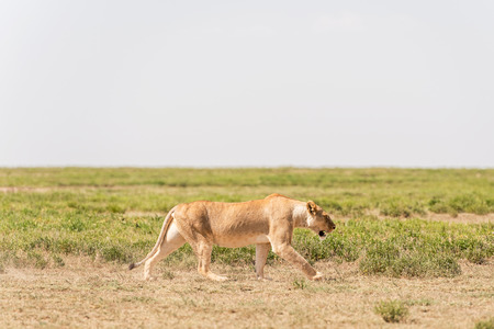 Wild lion walking in Serengeti National Park in Tanzania, Africa.の写真素材