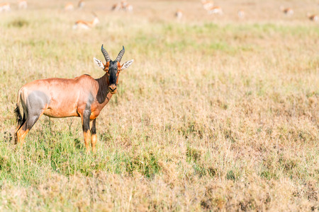 Wild Impala antelope in Serengeti National Park in Tanzania posing to the pictureの写真素材