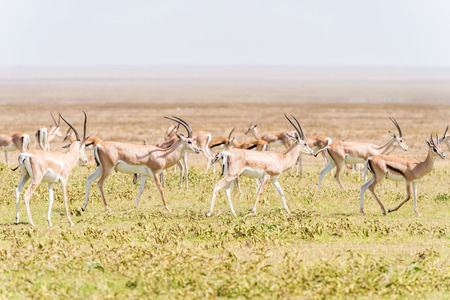 Posing wild Impala antelope in Serengeti National Park in Tanzaniaの写真素材