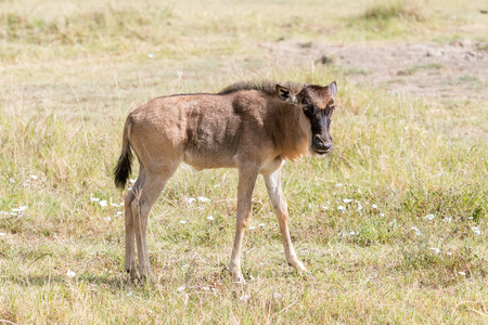 Connochaetes taurinus, Blue Wildebeest, walking in savannah in  Serengeti National Park in Tanzaniaの写真素材