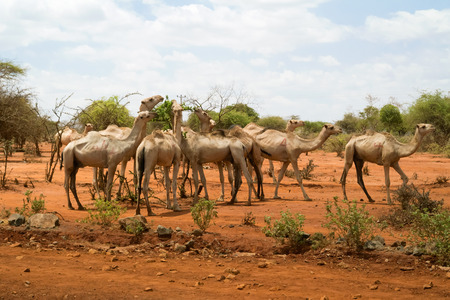 Herd of camels at the road near Yabello in Ethiopiaの写真素材