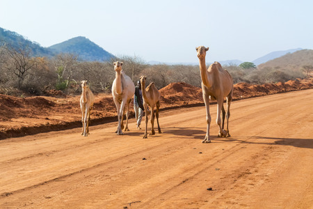 Marsabit, Kenya - February 28, 2015: Man in Kenya walking with herd of camels on Marsabit  to Moyale road.のeditorial素材