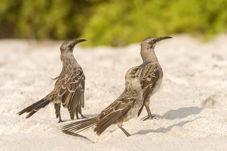 Galapagos Mockingbirds in Espanola island, Galapagos Islands, Ecuadorの写真素材
