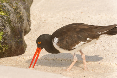American Oystercatcher looking for food on the beach at Espanola island in Galapagos, Ecuadorの写真素材