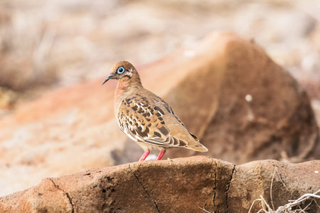 An endemic Galapagos dove, with its distinctive blue ringed eye, sits on the lava rock, on Isla Espanola in the Galapagos Islands.の写真素材