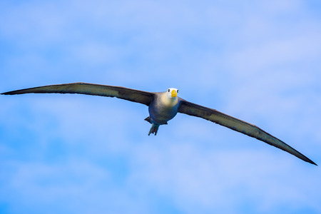 Waved albatross in full wing spread flying above Espanola island in Suarez Point.の写真素材