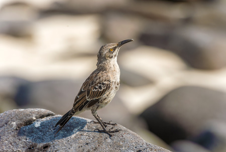Galapagos Mockingbirds in Espanola island, Galapagos Islands, Ecuadorの写真素材
