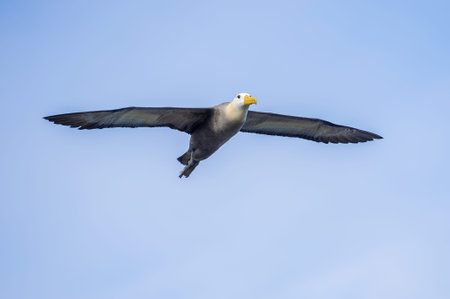 Waved albatross in full wing spread flying above Espanola island in Suarez Point.の写真素材