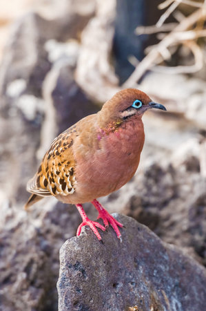 An endemic Galapagos dove, with its distinctive blue ringed eye, sits on the lava rock, on Isla Espanola in the Galapagos Islands.の写真素材