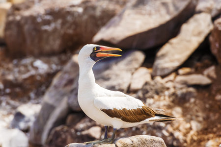Nazca Booby on lava rock in Espanola Island, Galapagos