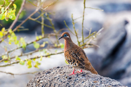 An endemic Galapagos dove, with its distinctive blue ringed eye, sits on the lava rock, on Isla Espanola in the Galapagos Islands.の写真素材