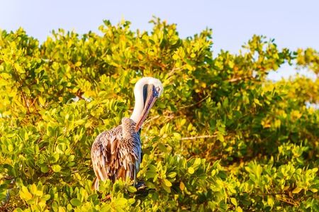 Brown Pelican (Pelecanus occidentalis urinator) on the tree in Santa Cruz island of Galapagos.の写真素材