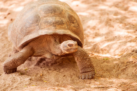 Giant turtle from Isabela Island in the breeding center. Galapagos turtle is the largest living...