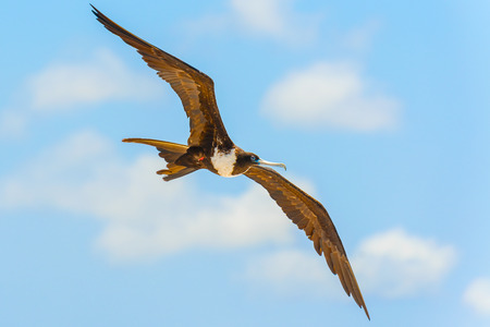 Frigate bird flying Tortuga beach in Santa Cruz Island in the Galapagos Islands, Ecuadorの写真素材