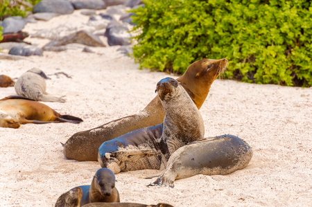 Sea Lion at the beach on Espanola island in Galapagosの写真素材