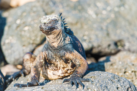 Marine Iguana resting on lava rocks at  Santa Cruz Island in Galapagos Islandsの写真素材